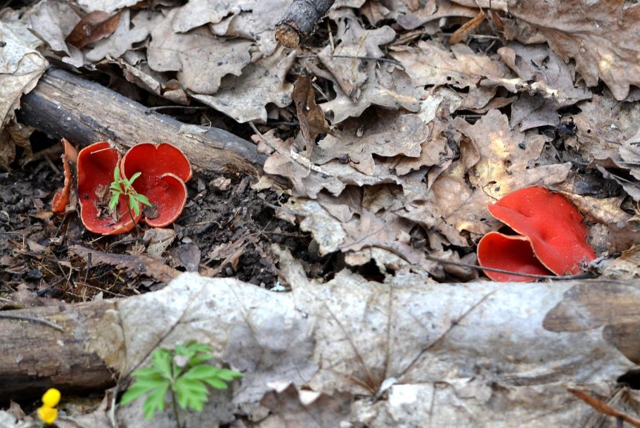 Саркосцифа Австрийская (лат. Sarcoscypha austriaca)