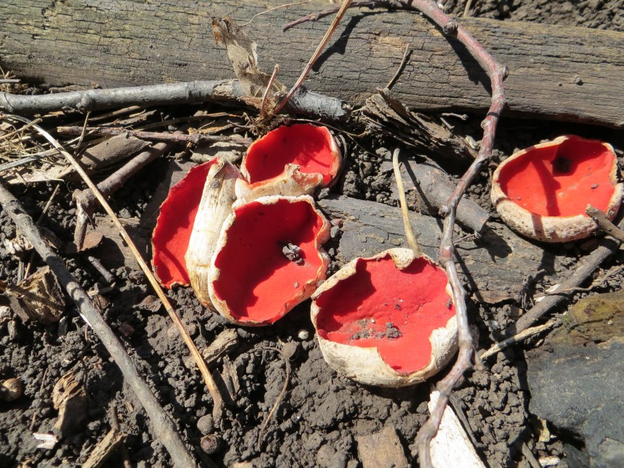 Sarcoscyphaceae Crafts