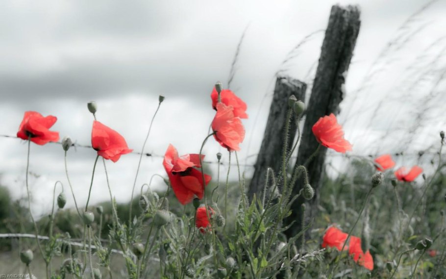 Papaver rhoeas