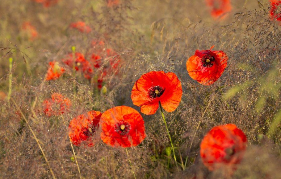 2.2. Papaveraceae – маковые