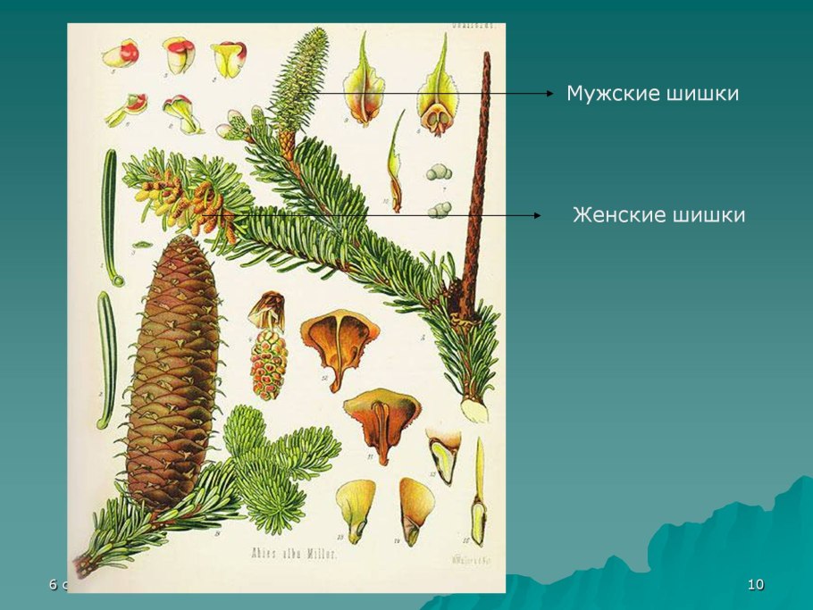 Мужские и женские шишки голосеменных растений