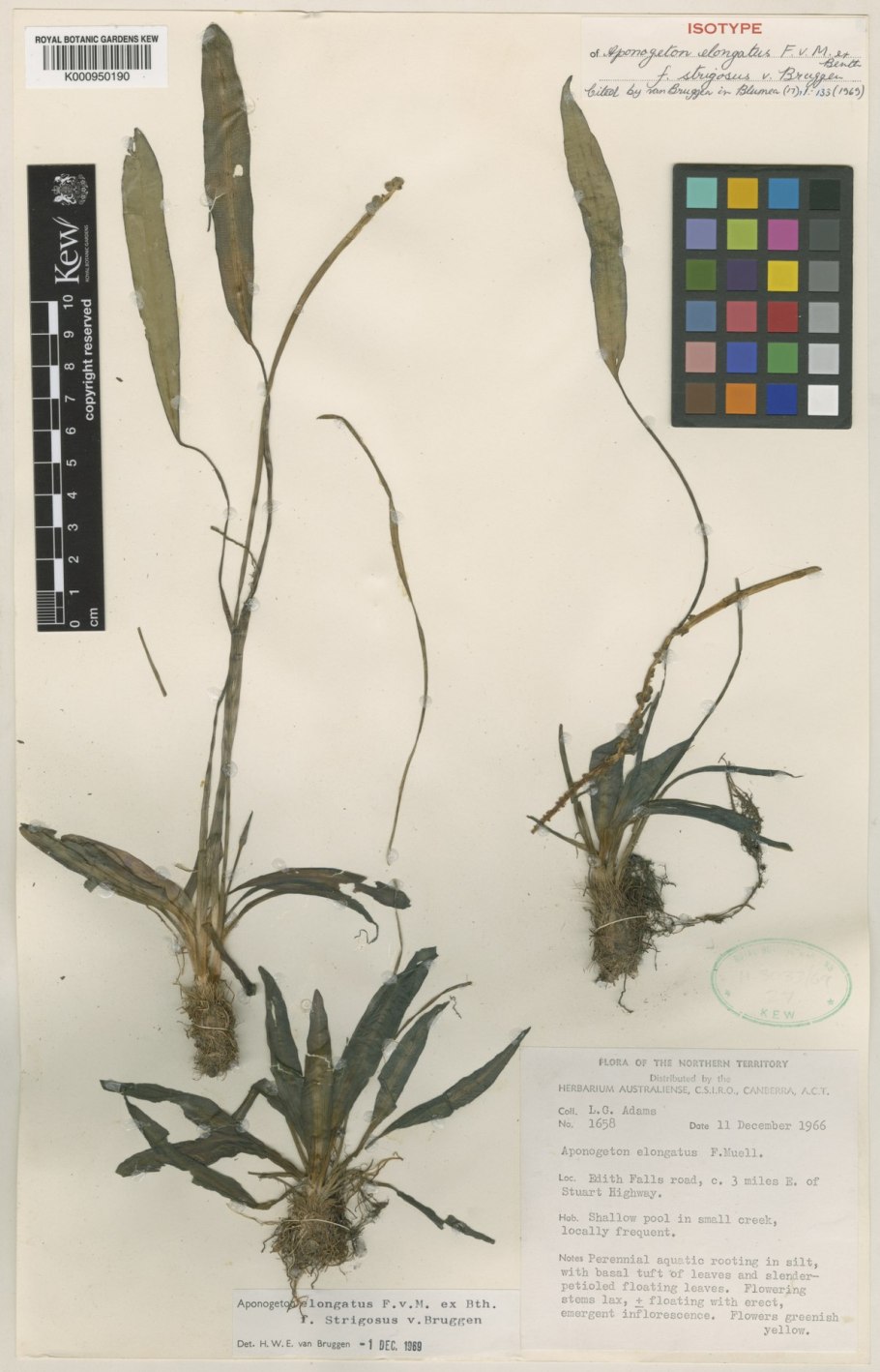 Апоногетон ульвовидный