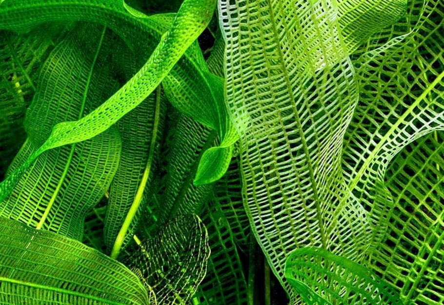 Апоногетон волнистый - ВФ