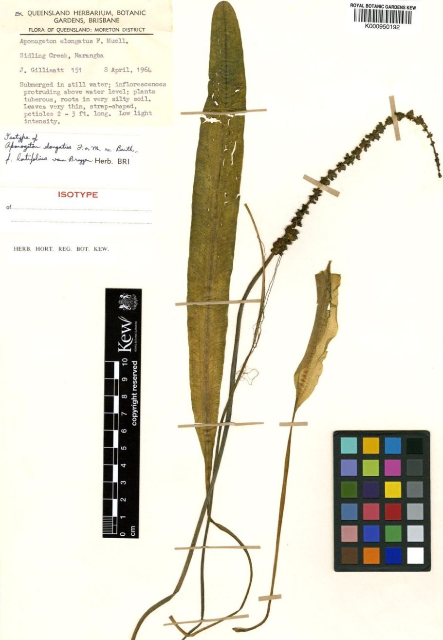 Апоногетон курчавый,живородящий