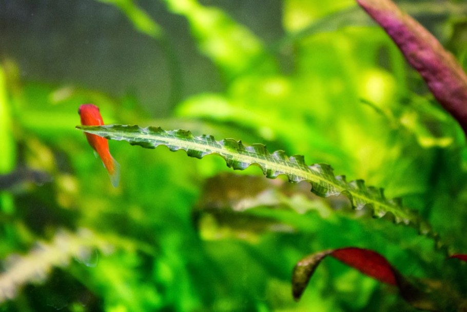 Апоногетон мадагаскарский