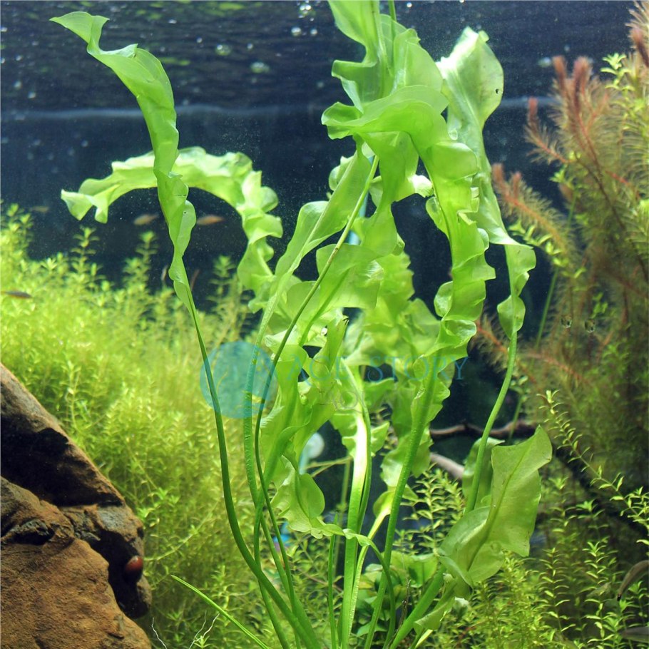 Aponogeton longiplumulosus