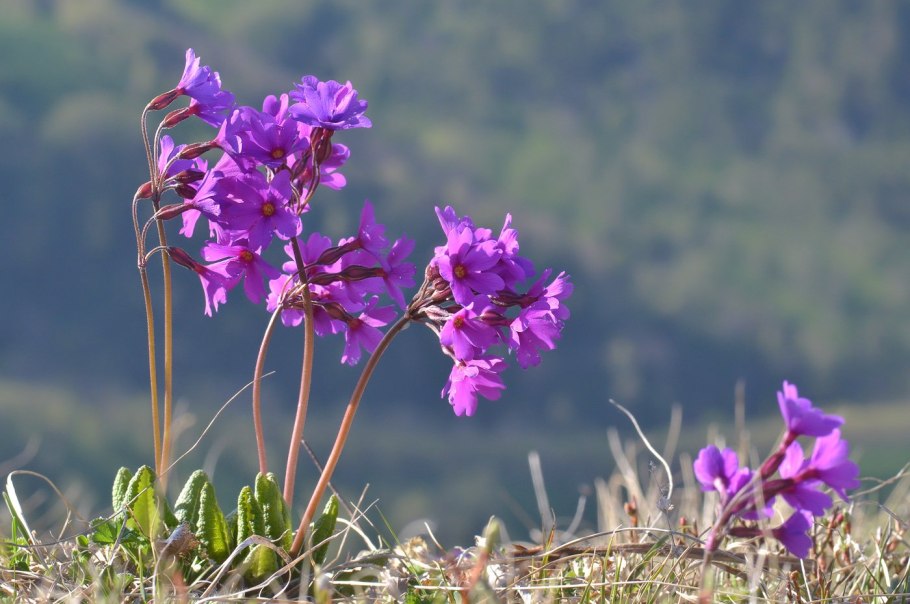 Primula Amoena
