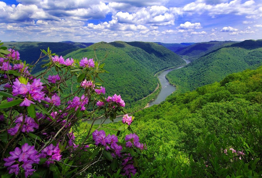 Саяны багульник