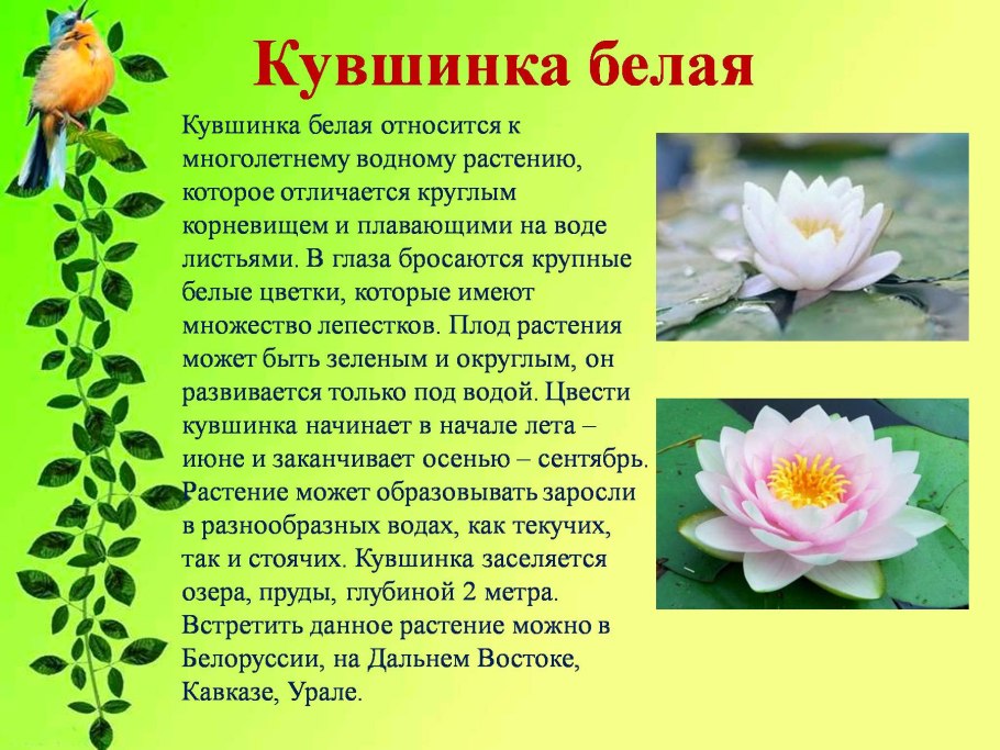 Флора Камчатки