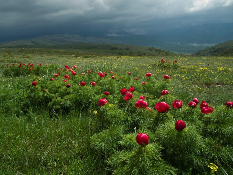 Камчатка Луга