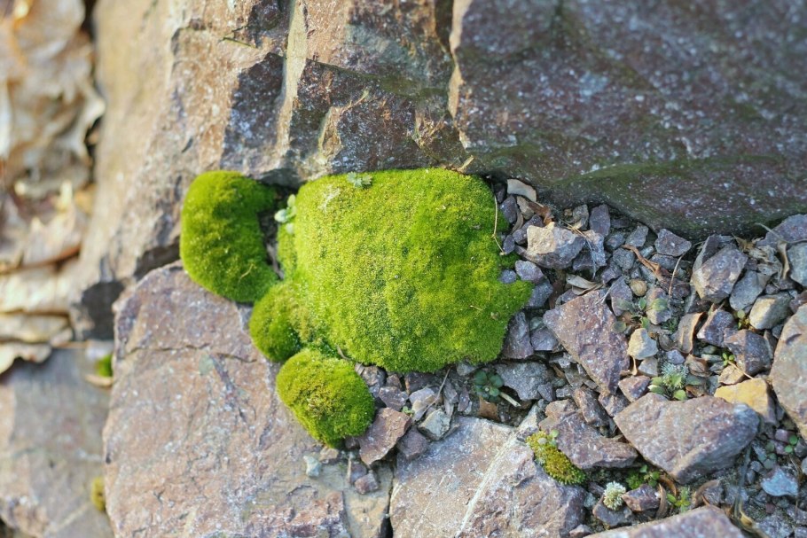 Ягель в Арктике