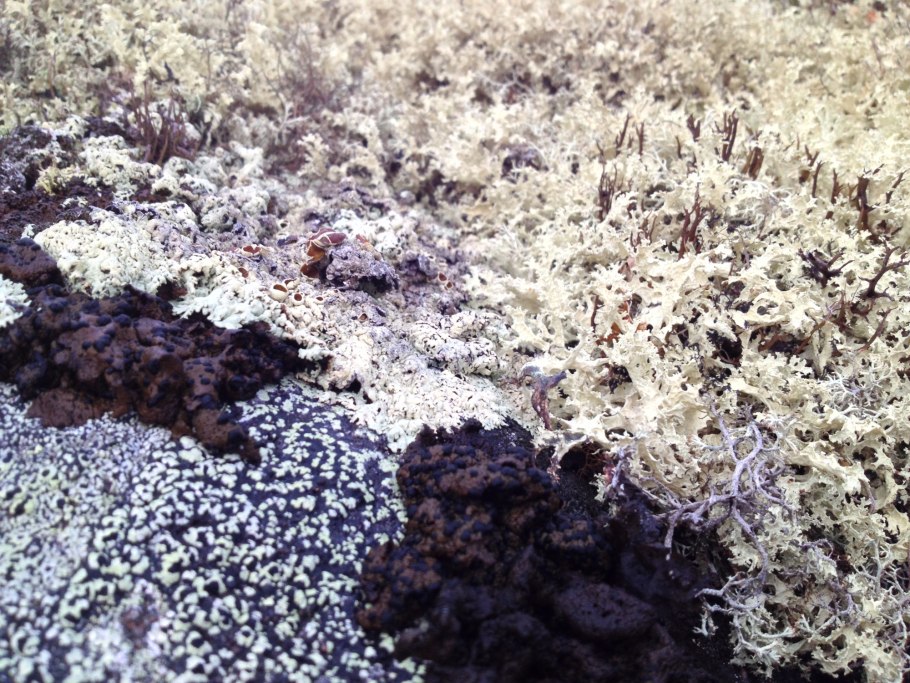 «Остров Врангеля» лишацники мхи