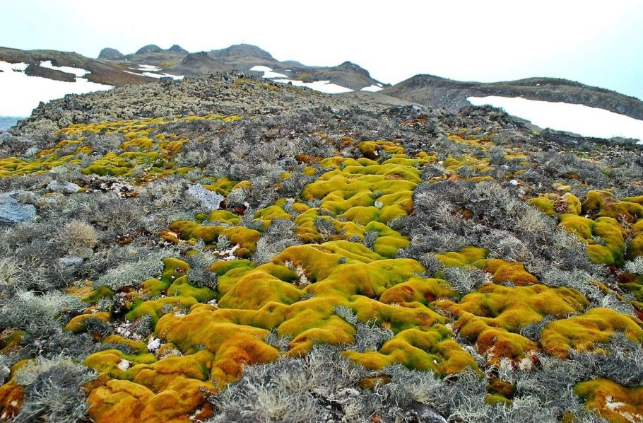 Мхи и лишайники в арктических пустынях