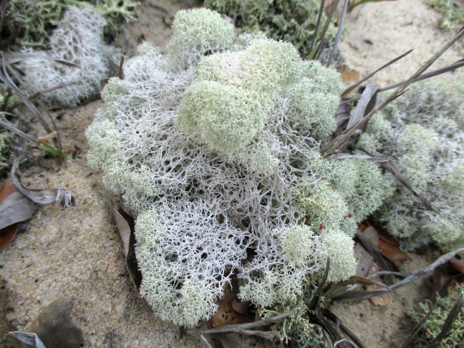 Aulacomnium turgidum