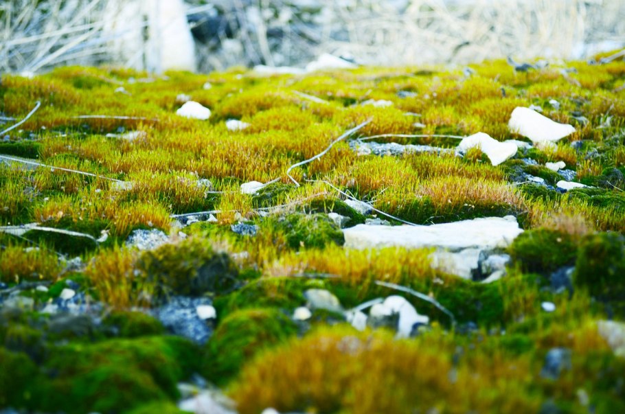 Мхи и лишайники тундры