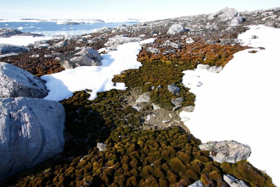 Лавовые поля Исландия