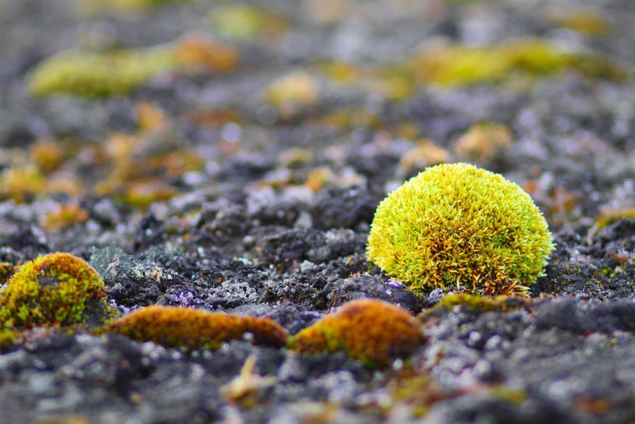 Мхи и лишайники на камнях