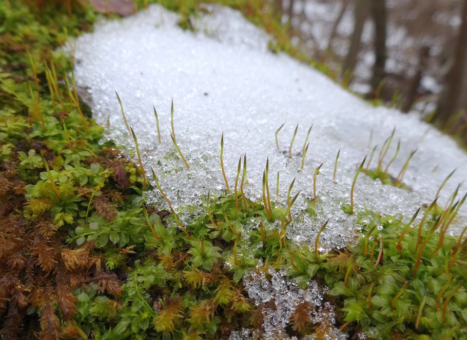 Мох ягель в тундре