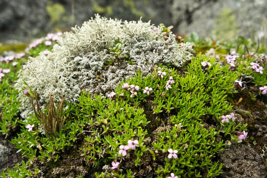 Гипновые мхи Арктика