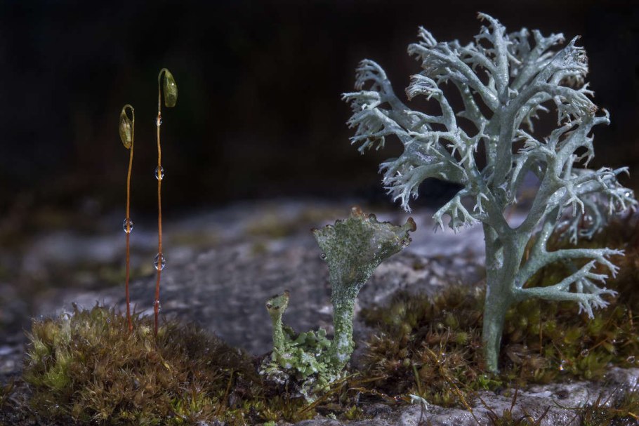 Лишайник ягель в тундре