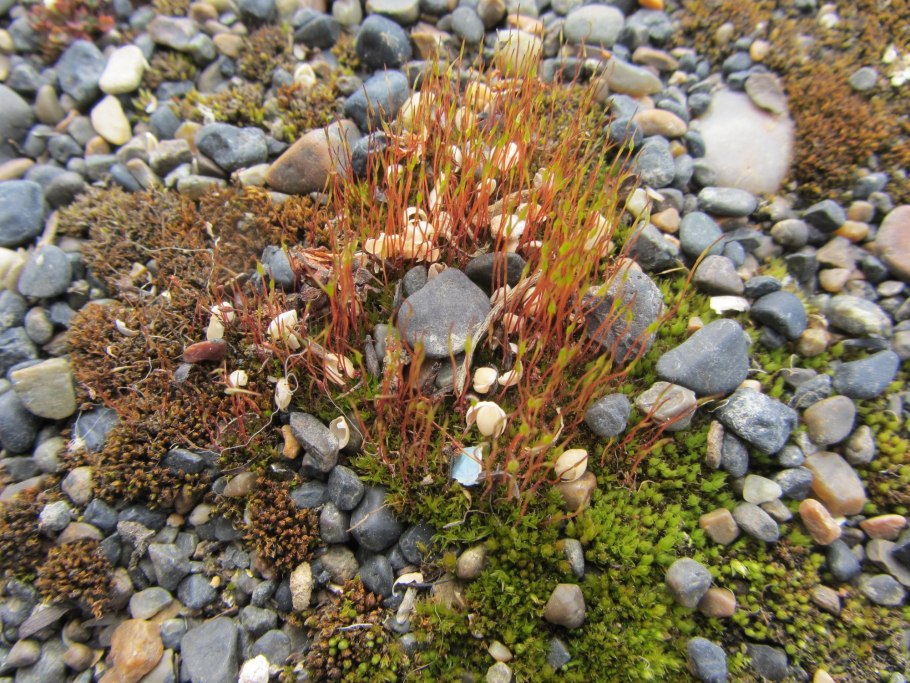 Камнеломка Фламинго