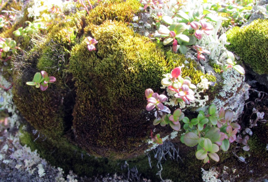 Полярный лишайник