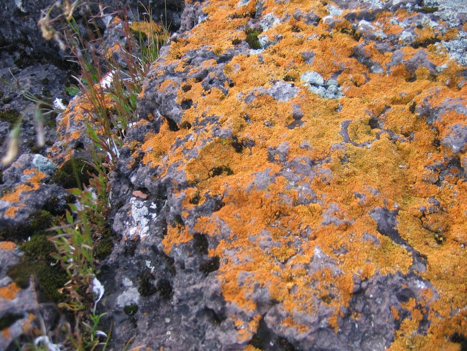 Гренландский национальный парк Флора