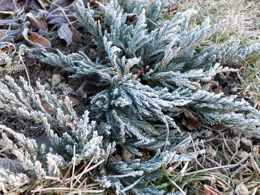 Можжевельник чешуйчатый Блю чип