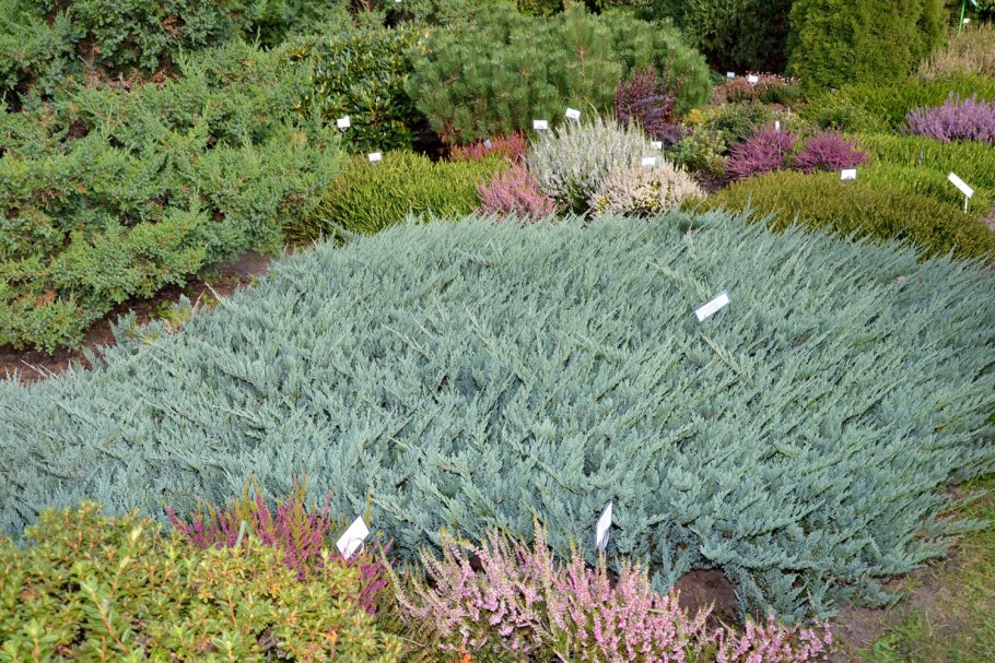 Можжевельник горизонтальный Вилтони