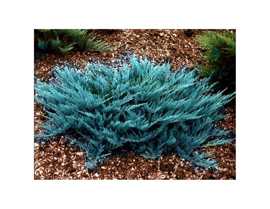 Можжевельник казацкий Блю чип