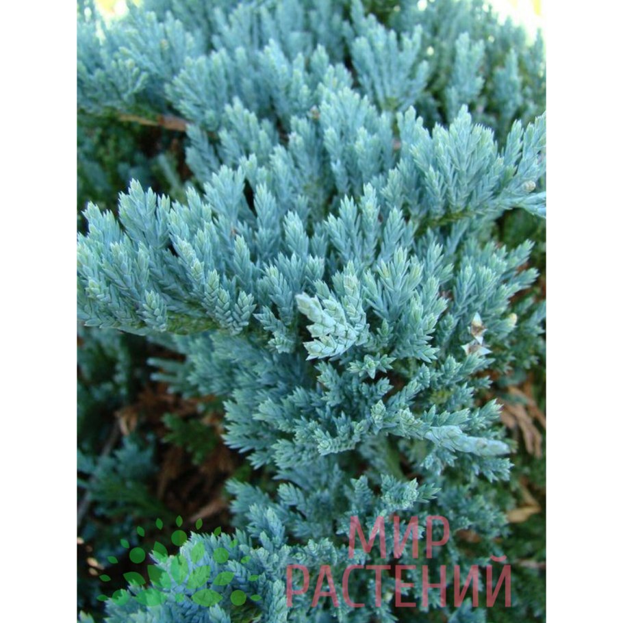Можжевельник стелющийся Блю Форест