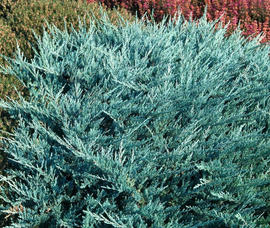 Можжевельник горизонтальный Вилтони