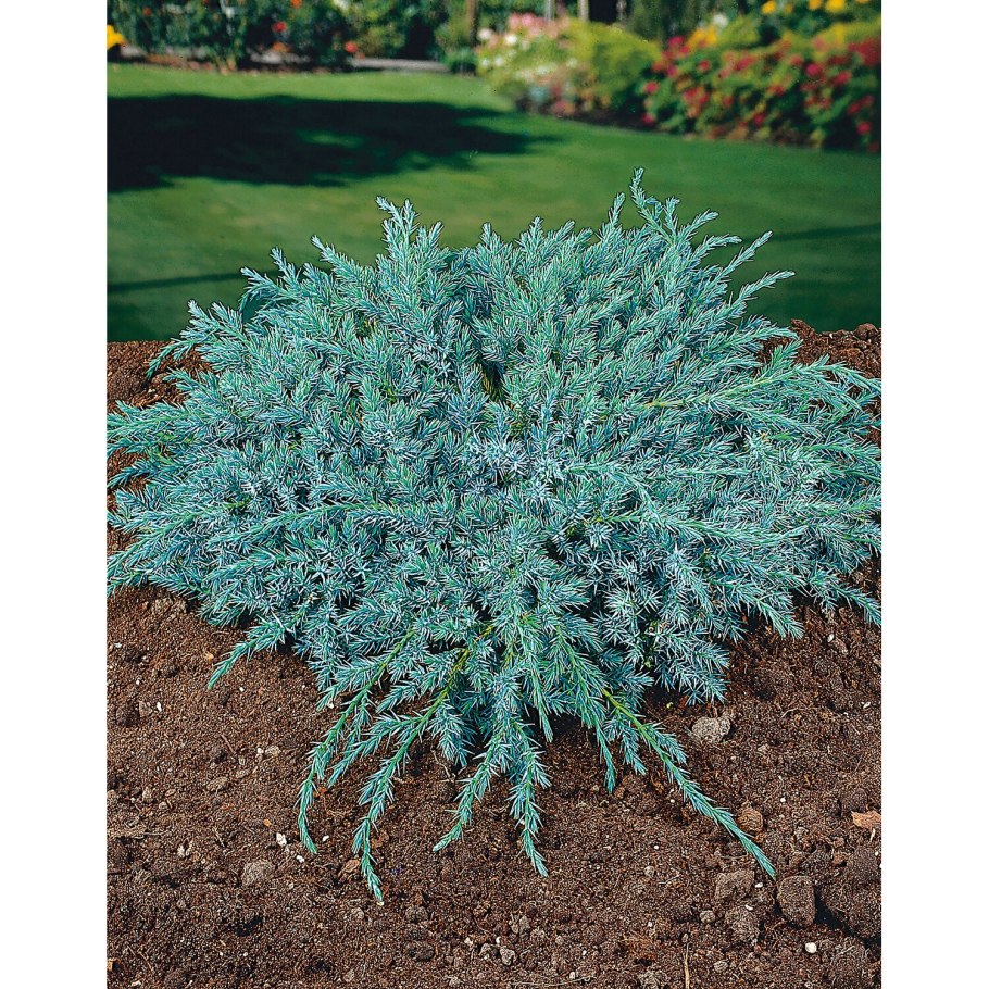Можжевельник горизонтальный Icee Blue