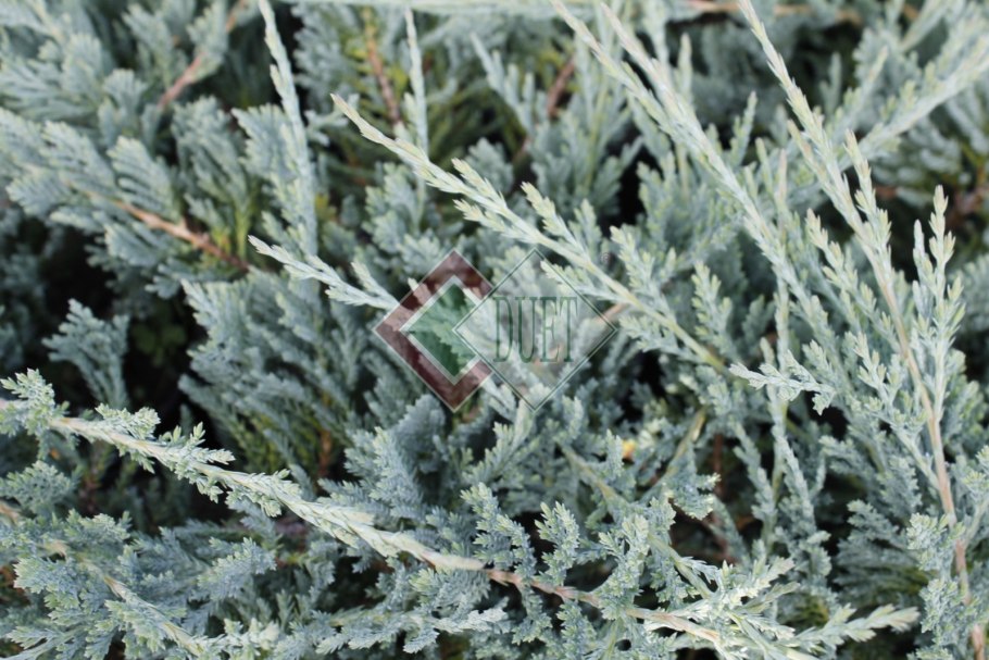 Блю чип можжевельник рокарий