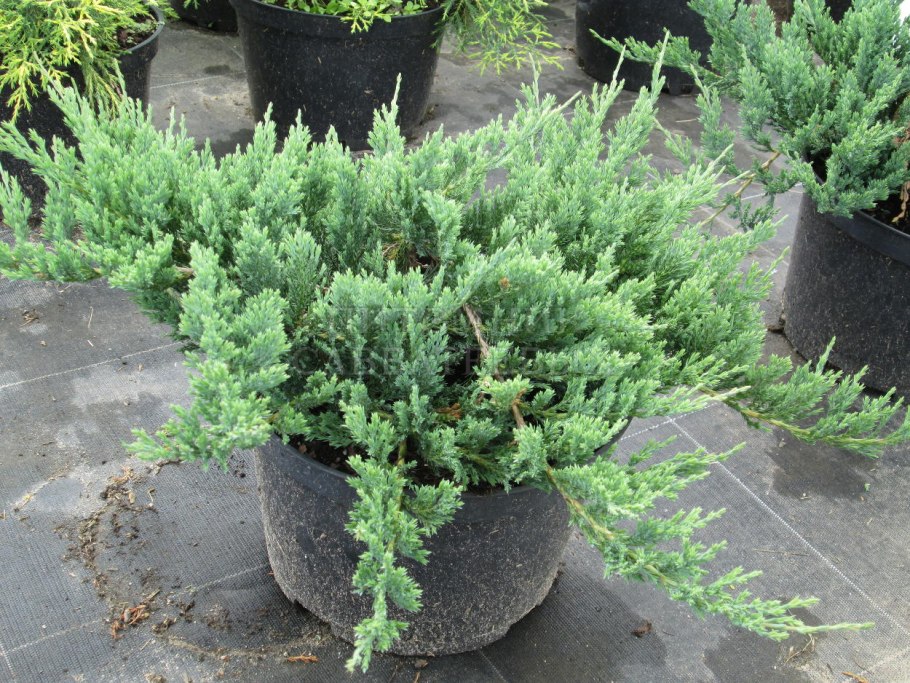 Можжевельник горизонтальный Блю