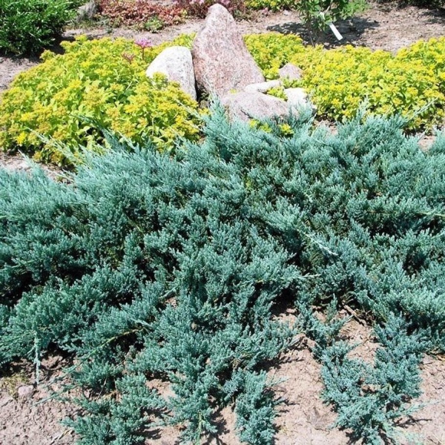 Можжевельник Блю Джунипер