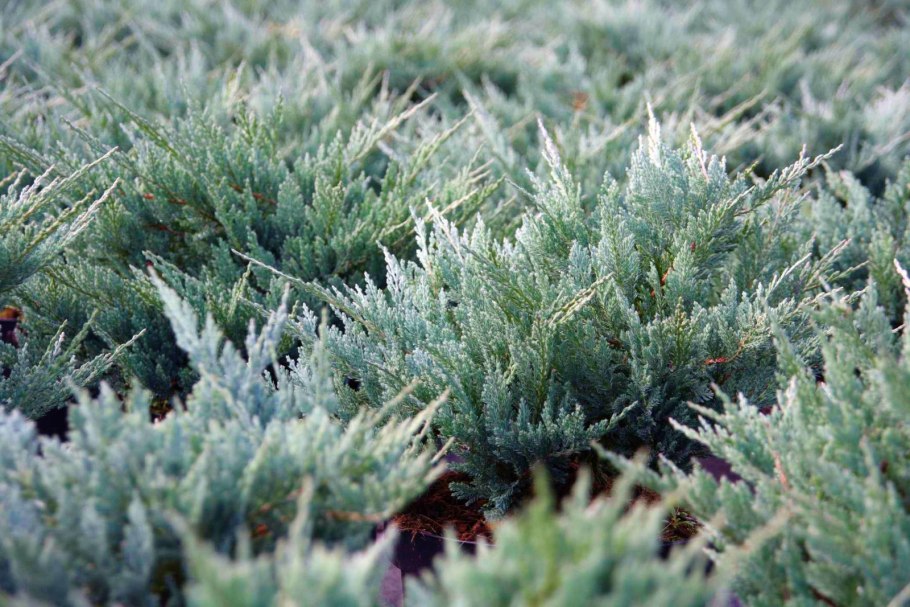 Можжевельник стелющийся Блю чип