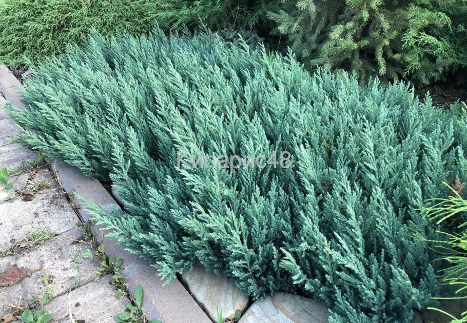 Можжевельник казацкий Блю чип