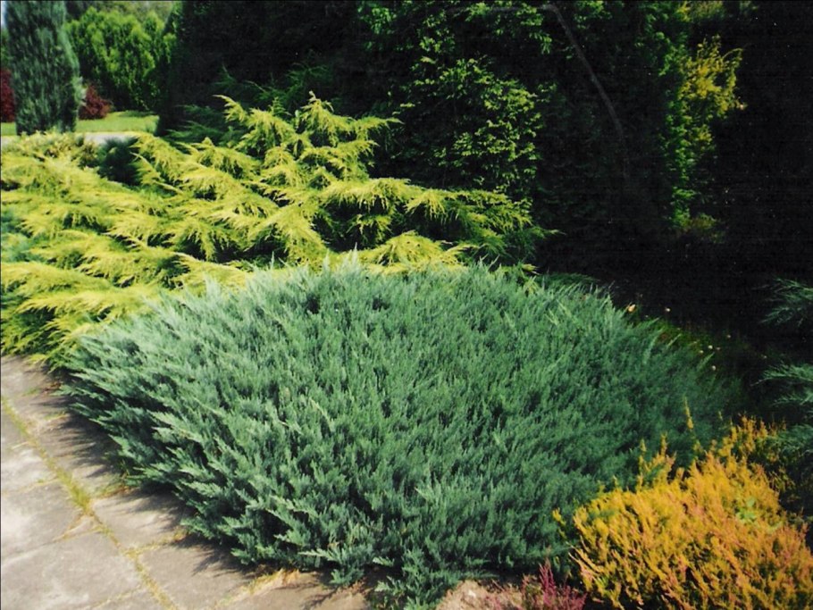 Можжевельник чешуйчатый Блю чип