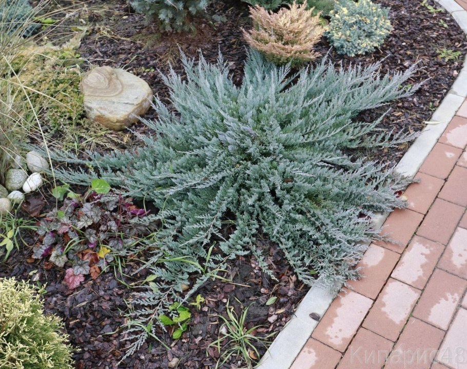 Можжевельник Mordigan Gold