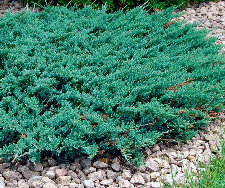 Можжевельник казацкий Вилтони