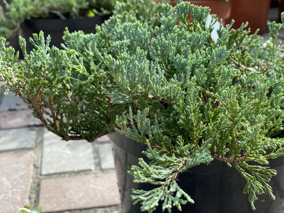 Можжевельник блюа шипс