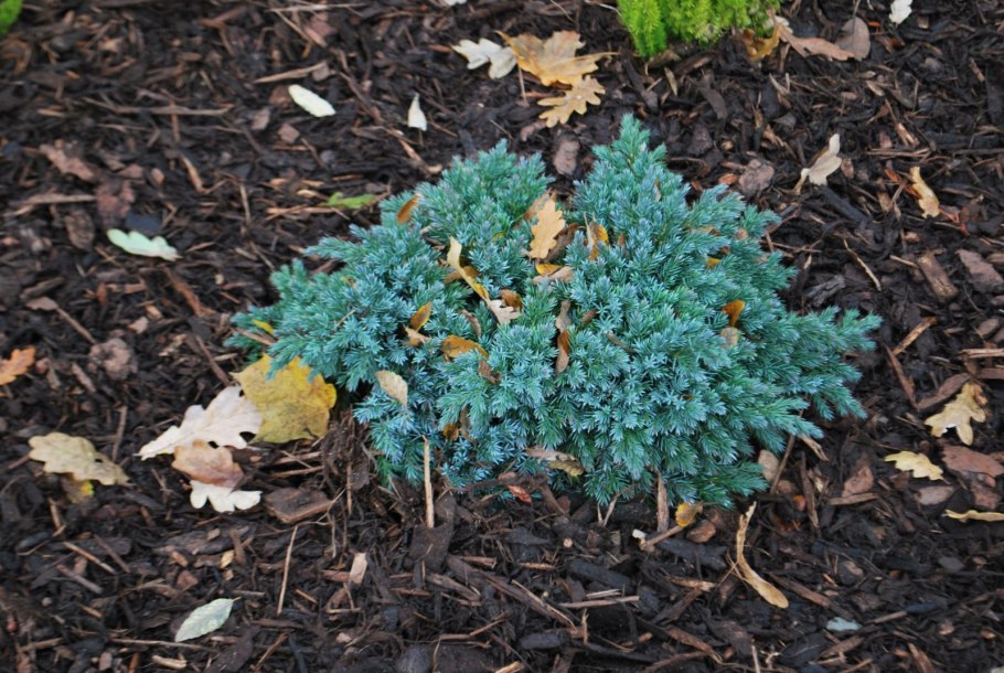 Можжевельник горизонтальный Блю чип