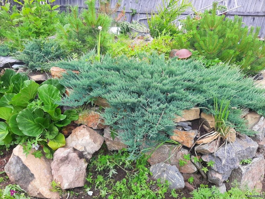 Можжевельник чешуйчатый Блю чип