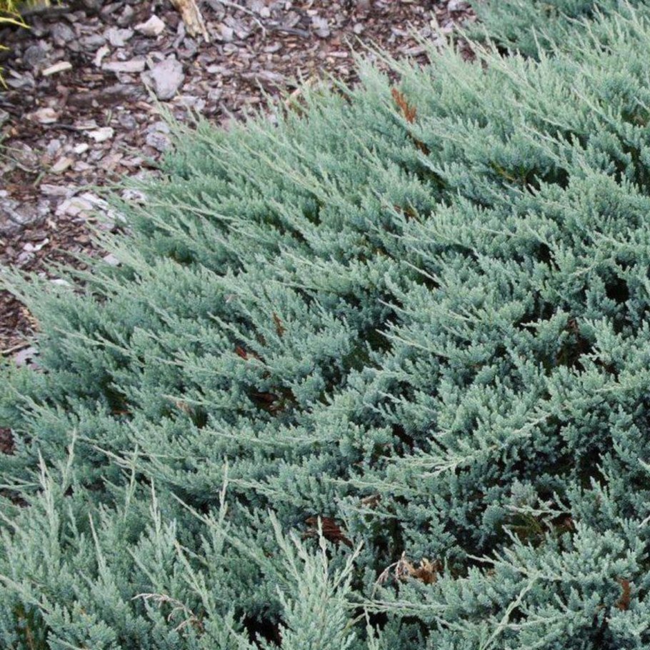 Можжевельник horizontalis Blue Chip