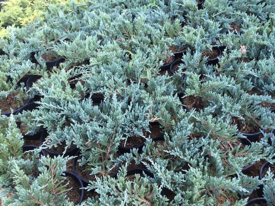 Juniperus horizontalis Blue Chip