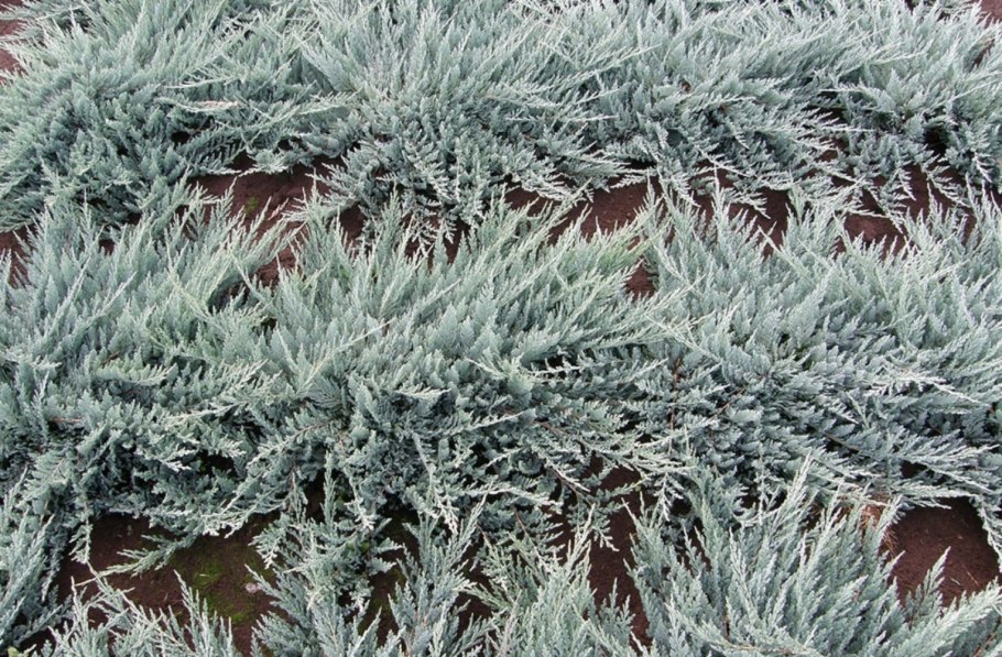 Можжевельник Винтер Блю