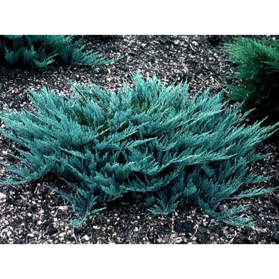 Juniperus horizontalis Blue Chip