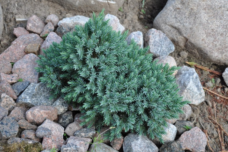 Можжевельник горизонтальный Blue Forest