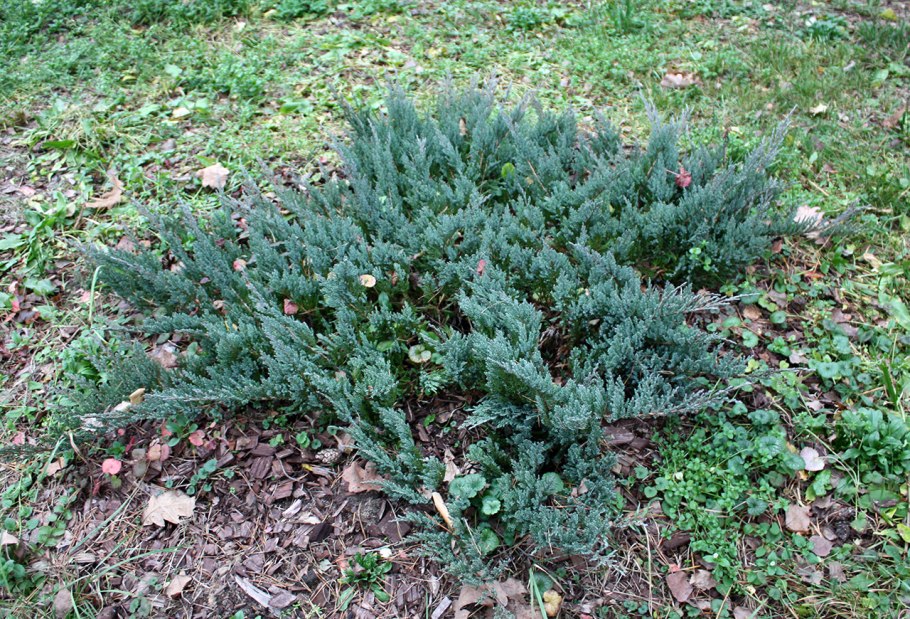 Можжевельник Блю Джунипер